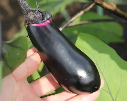 ナスの画像