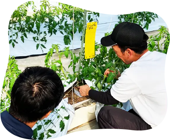 畑作業の様子