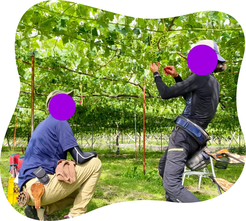 ぶどう収穫体験者の様子